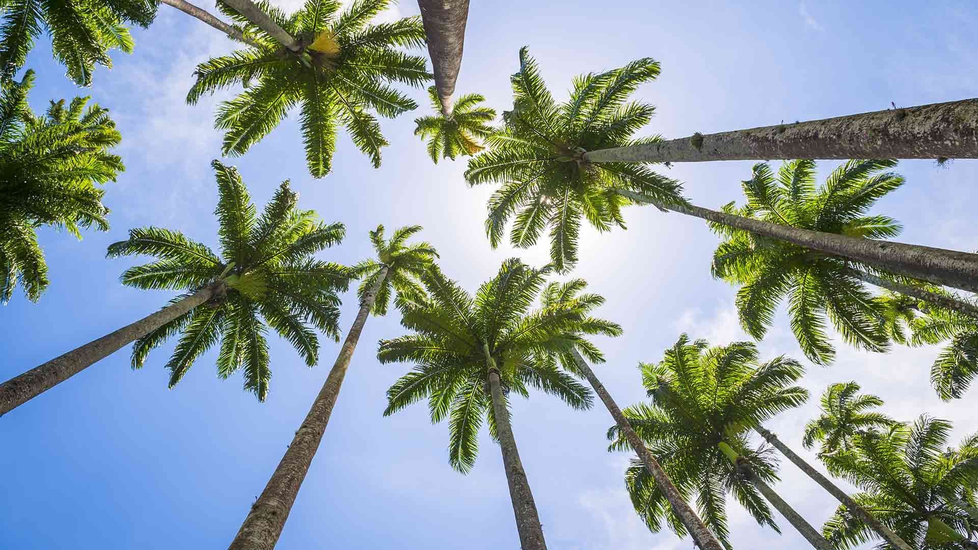 banner-palms-sky-view-clear-beautiful-atmosphere-coconut-sun-rays
