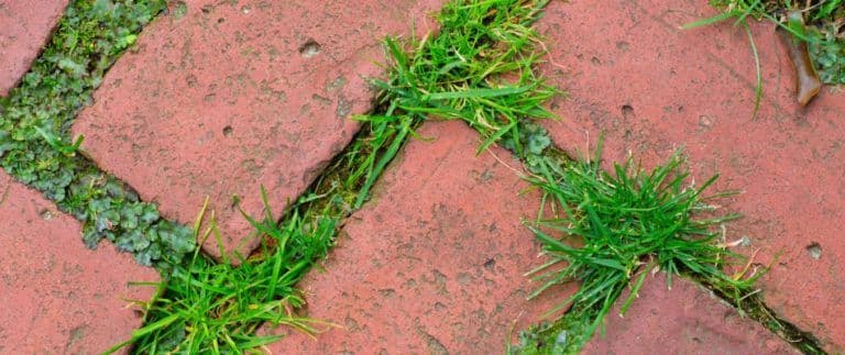 content-weeds-growing-between-paver-cracks-768x323 (1)